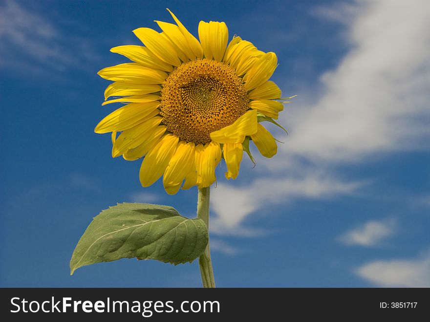 Sunflower beauty blue bright garden leaf nature