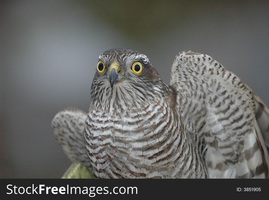 Close up of a Goshawk