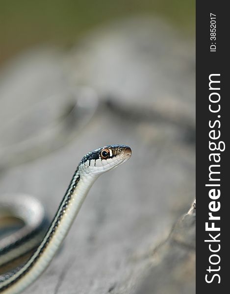 A portrait style image of a beautiful ribbon snake.