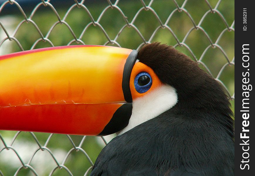 Photo of toucan in Lisbon Zoo, Portugal