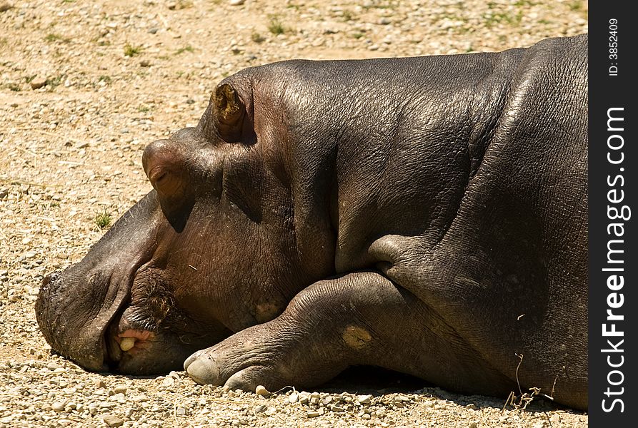 Hippopotamus resting in the dirt. Hippopotamus resting in the dirt