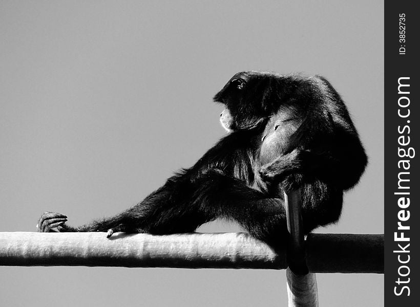 B&W Portrait of a Bonobo Chimpanzee resting and watching from atop a bamboo perch. B&W Portrait of a Bonobo Chimpanzee resting and watching from atop a bamboo perch