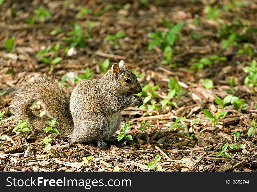 Young gray squirrel chewing on a nut.