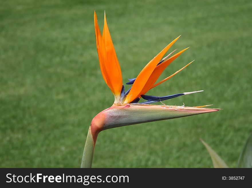 CLose-up of the Bird of Paradise flower. CLose-up of the Bird of Paradise flower.