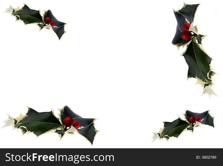 Flighing holly leaves