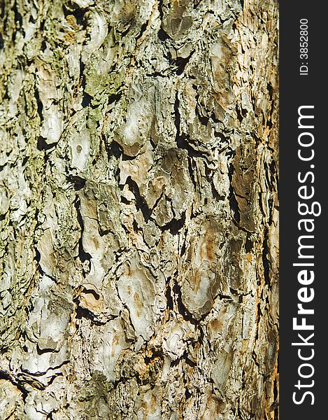 Pine tree bark detail showing a cracked texture. Pine tree bark detail showing a cracked texture