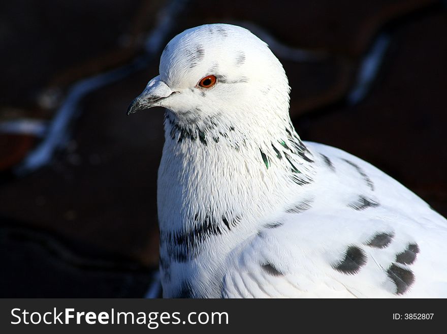 Portrait of the Black and white pigeon. Portrait of the Black and white pigeon