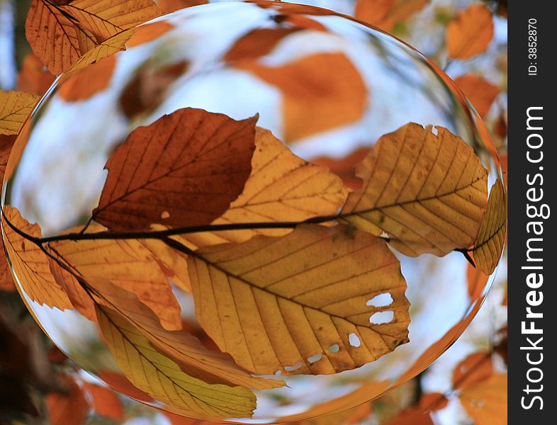 Autumn leaves enhanced through bubble. Autumn leaves enhanced through bubble.