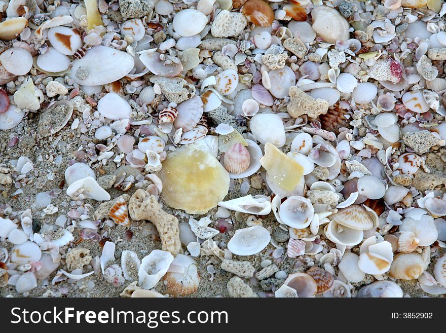 Sea Shells On Beach Near Dubai, UAE