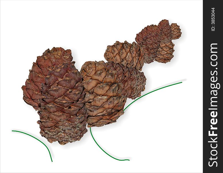 Cedar nutlets. On a white background nutlets are located on a diagonal from large to fine.