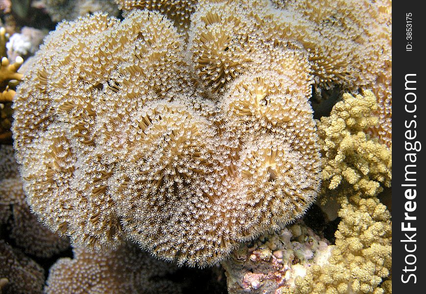 Red Sea coral reef,Mushroom soft coral, shallow water. Red Sea coral reef,Mushroom soft coral, shallow water