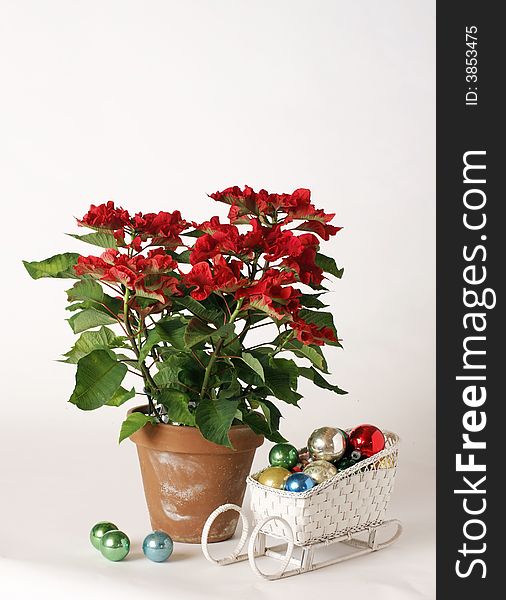 Poinsettia in a Christmas setting