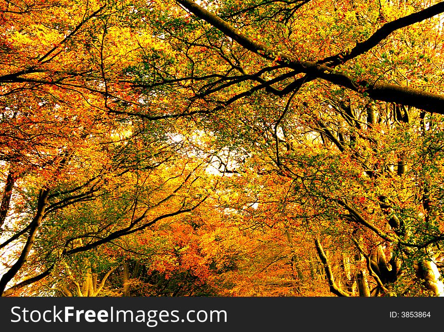 Warm, seasonal colours by autumn leaves and trees. Warm, seasonal colours by autumn leaves and trees.