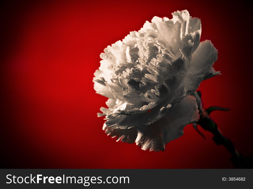 Emotional, impressive image: dead-lush pale mysterious flower over bloody-red background. Emotional, impressive image: dead-lush pale mysterious flower over bloody-red background