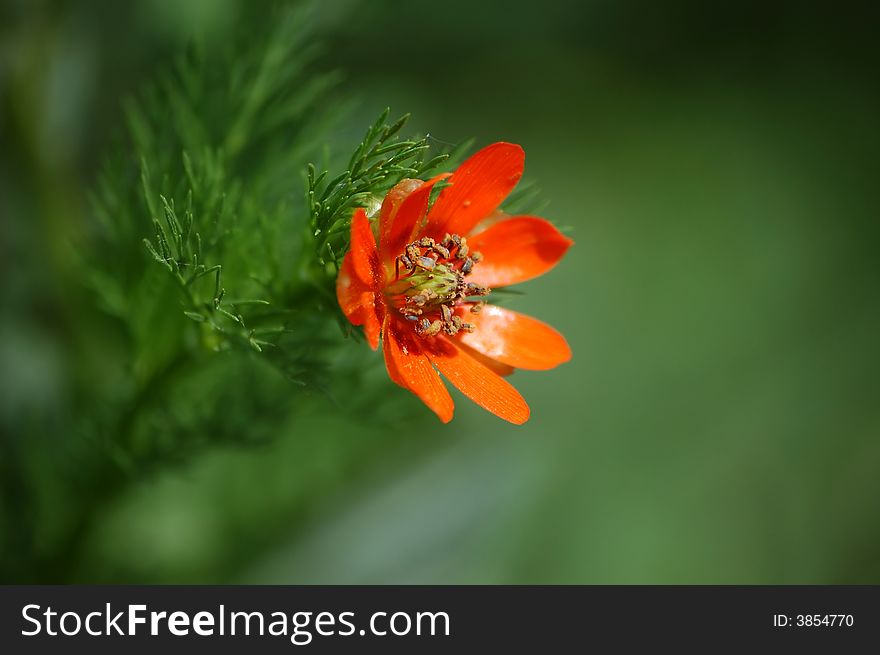 An opening orange colour flower