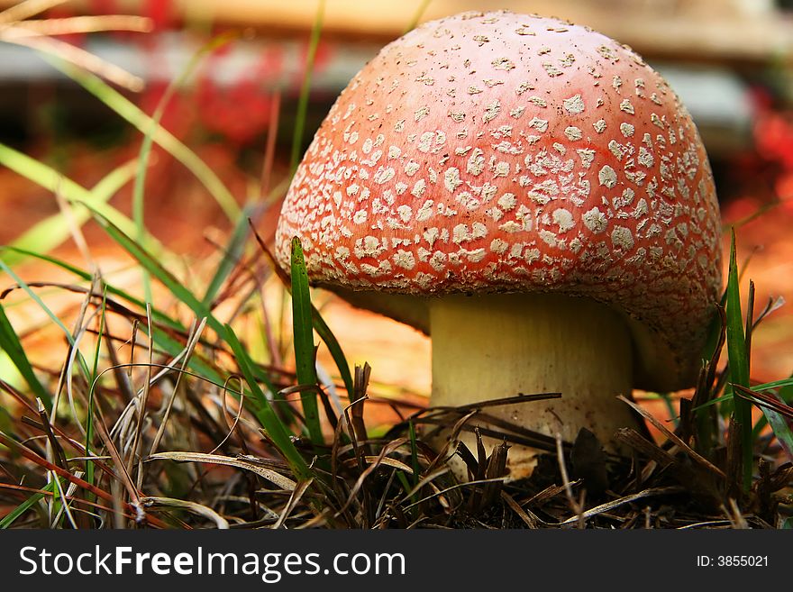 Close up shot of a large red mushroom with white spots in grass. Close up shot of a large red mushroom with white spots in grass