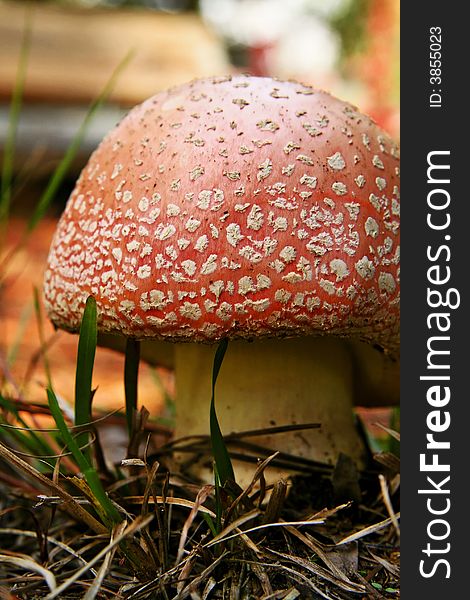 Close up macro detail shot of large red mushroom with white spots. Close up macro detail shot of large red mushroom with white spots