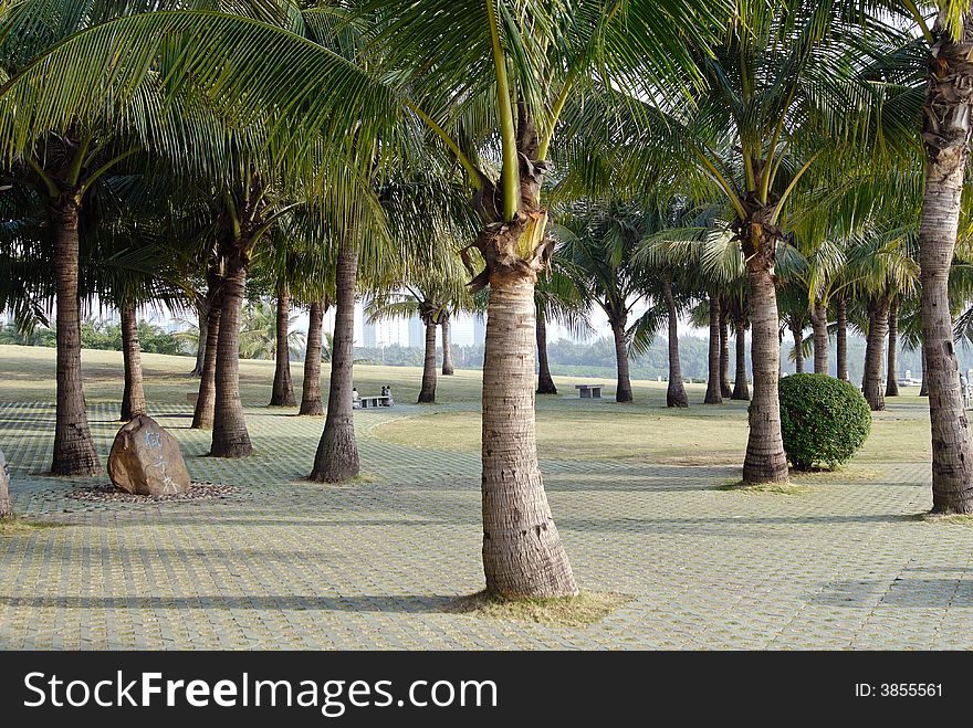 Group of coconut trees at rest park