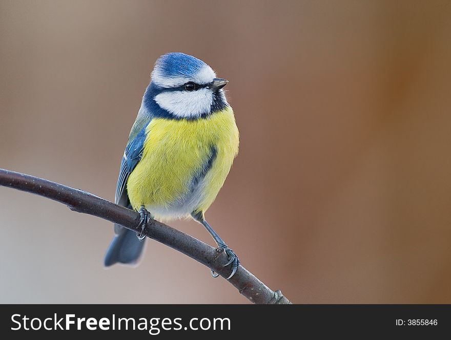 Blue Tit (aka Parus Caeruelus) On Brown Background