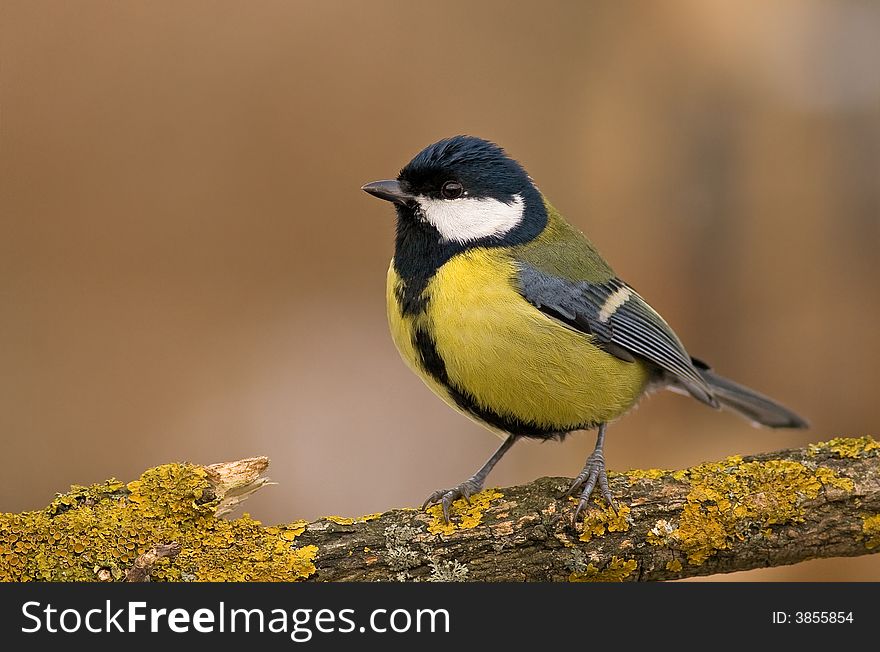 Great tit (aka parus major) on brown background