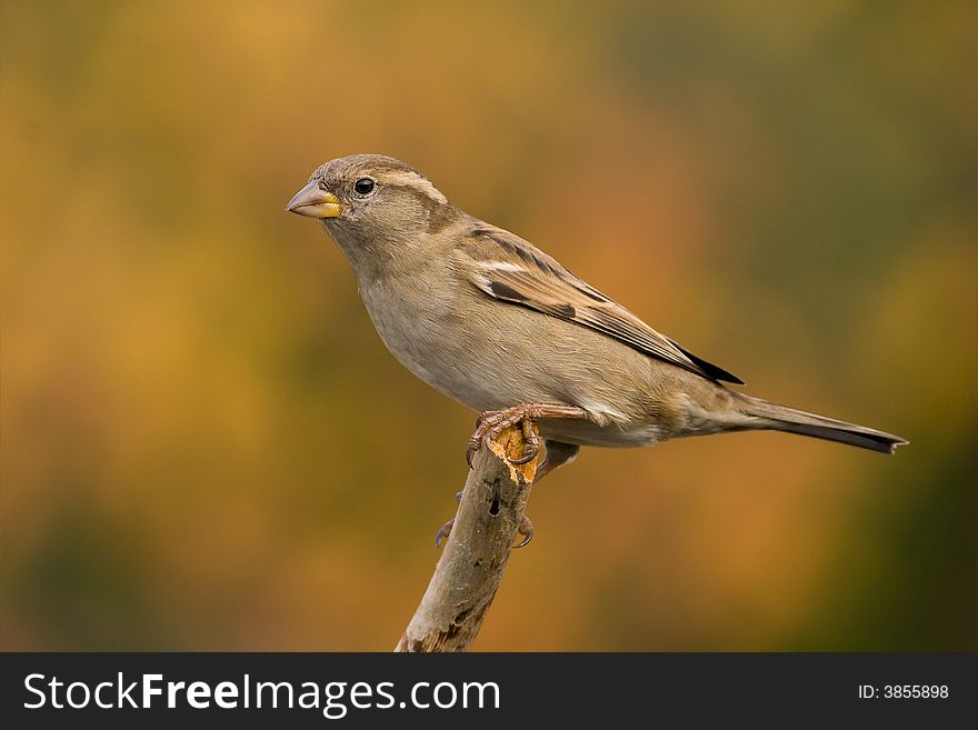 Sparrow On Brown Background