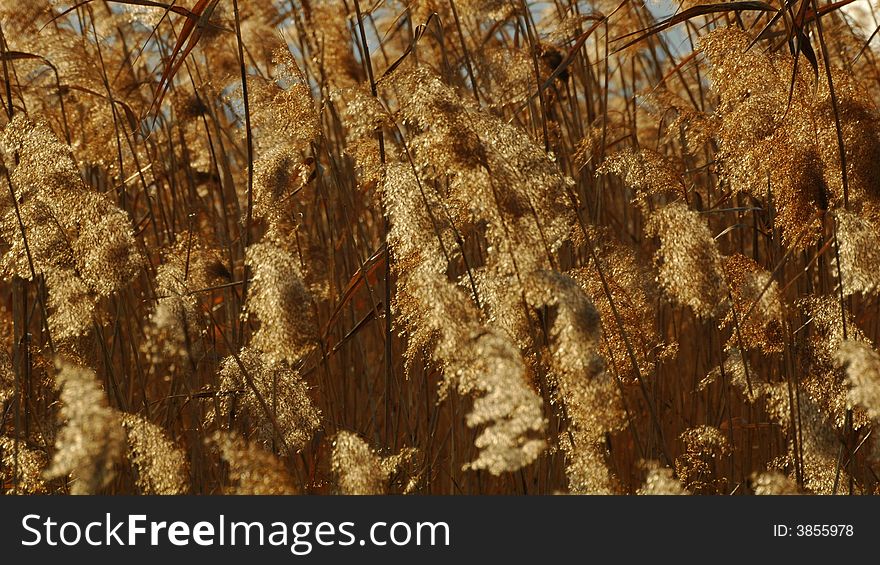 Reeds blowing in the wind at Suncheon bay in South Korea. Reeds blowing in the wind at Suncheon bay in South Korea.