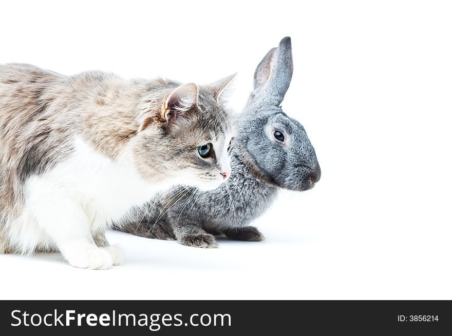 Portrait of cat with rabbit on white with small shadows. Portrait of cat with rabbit on white with small shadows