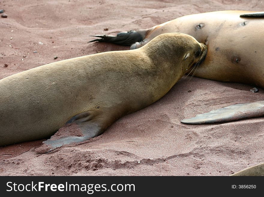 Young seal nursing with mother on Galapagos Islands. Young seal nursing with mother on Galapagos Islands