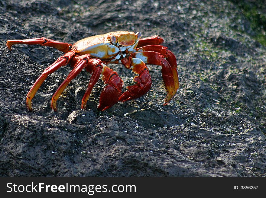 Sally Lightfoot Crab scuttling across volcanic rock on Galapagos island