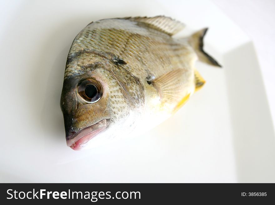 Bream fish on white background