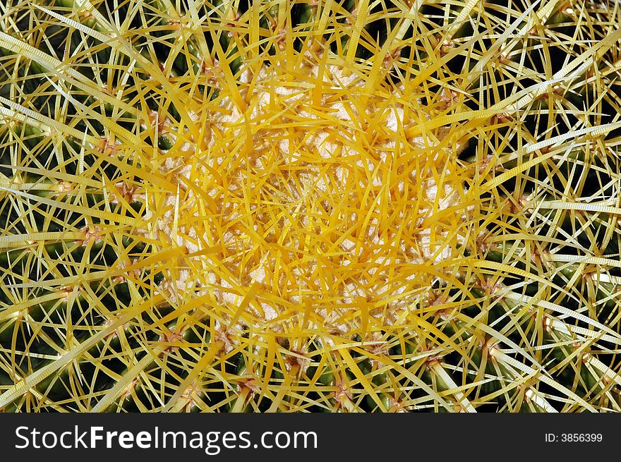 A very thorny cactus photographed from above. A very thorny cactus photographed from above.