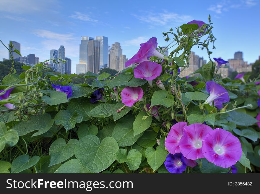 Morning glories in the early morning in Central Park. Morning glories in the early morning in Central Park