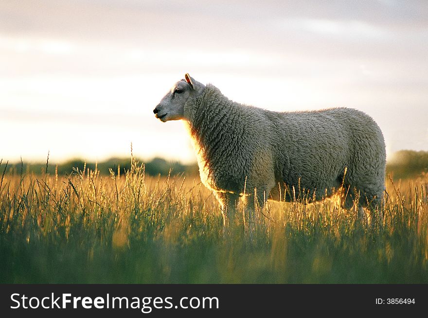 Sheep In Evening Light.