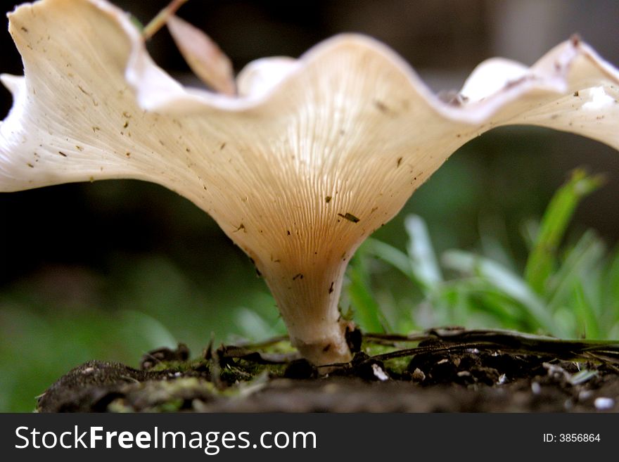 After rain natural plant, mushroom will grow...