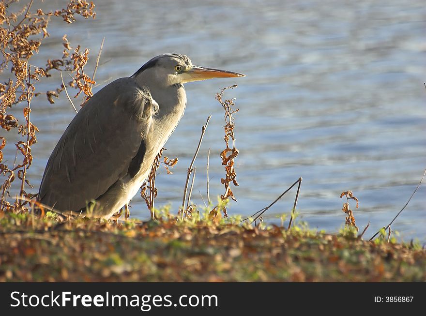 Grey heron spotted on a canal on a sunny autumn day