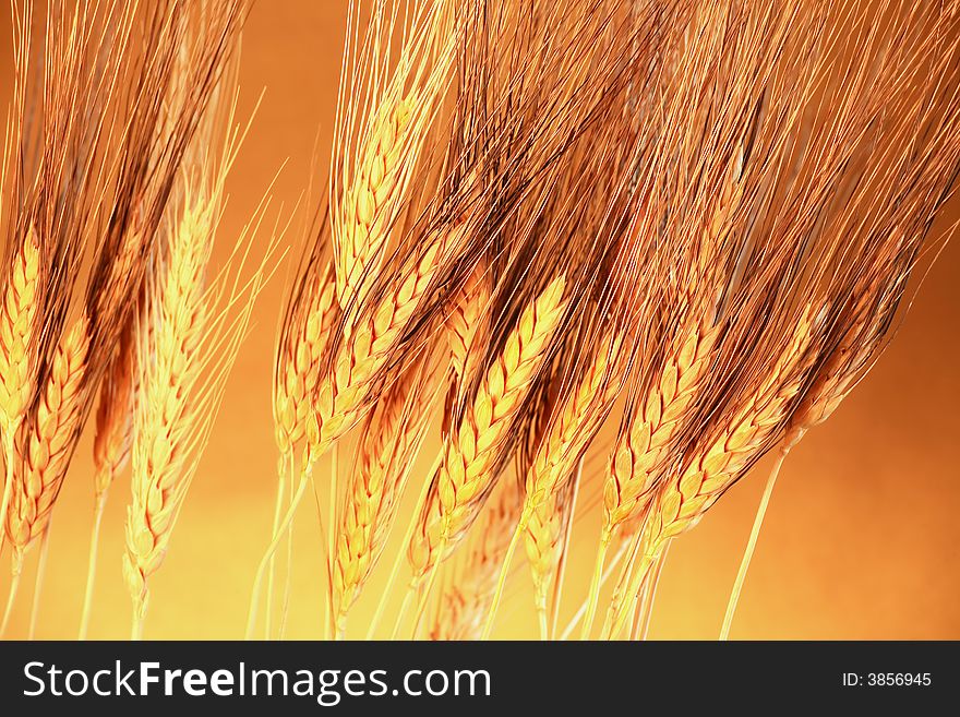 Studio close-up of  golden wheat.
Vibrant color. Studio close-up of  golden wheat.
Vibrant color