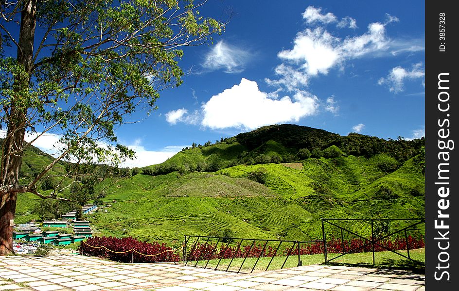 Greenish tea plantation in Cameron Highland