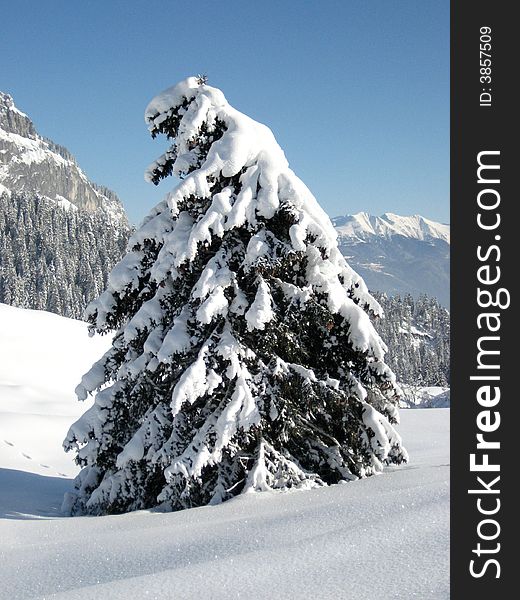Tree with a lot of snow, on the mountains, in the northeastern part of Switzerland. Tree with a lot of snow, on the mountains, in the northeastern part of Switzerland.