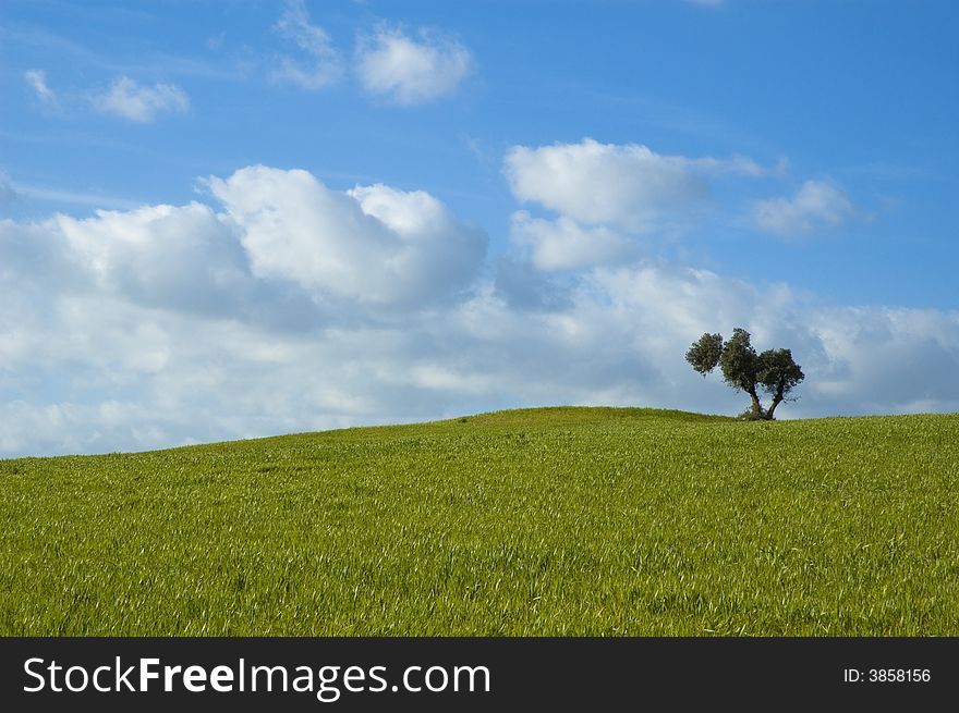 Green Field With Tree