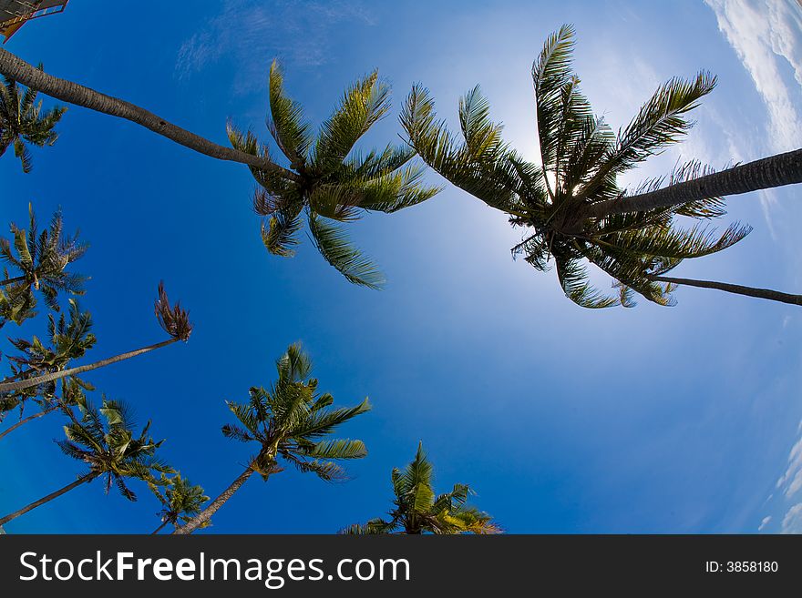 A fisheye skyview with coconut trees. A fisheye skyview with coconut trees