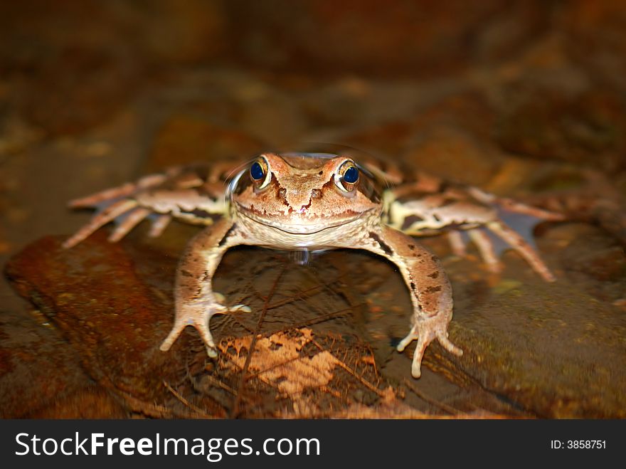 Sylvan frog bathe in a brook