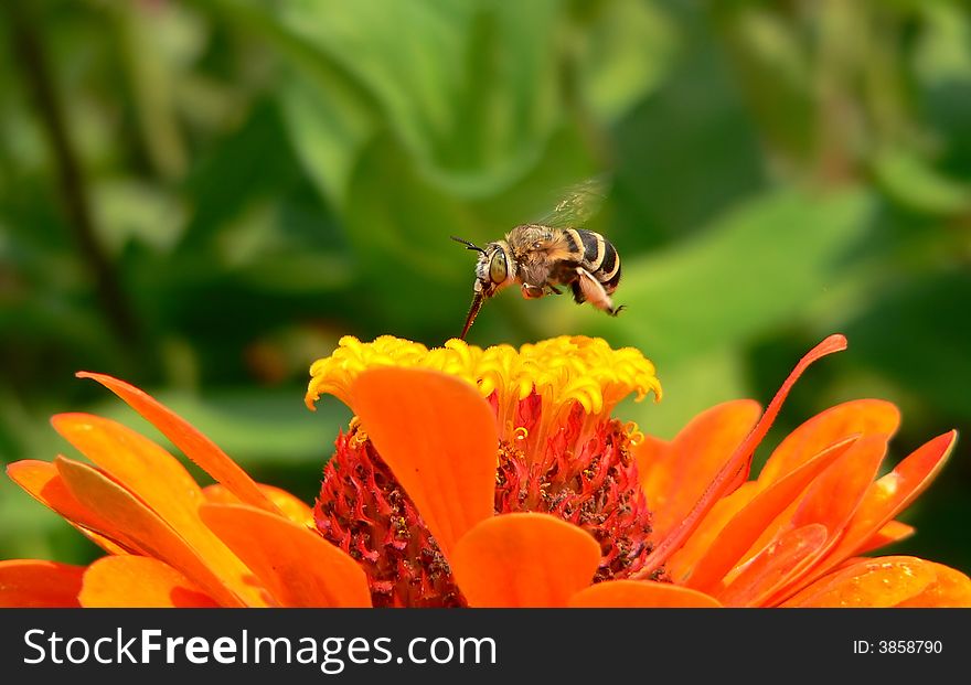 Insect floating above a flower. Insect floating above a flower