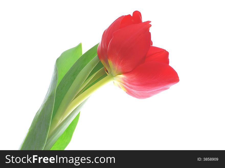 Red tulip against white background