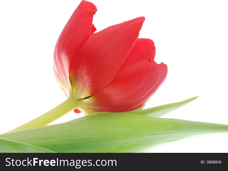 Close up of red tulip flower