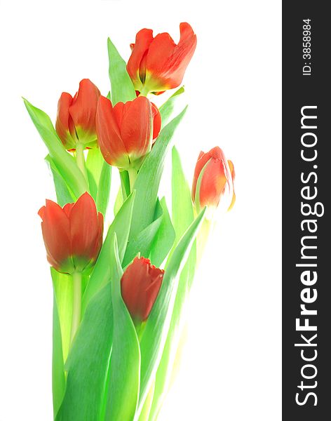 Red tulips against white background