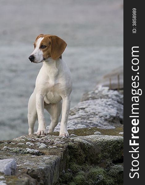 Beagle Puppy on a frosty morning