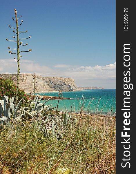 Portugal Coast With Cactus