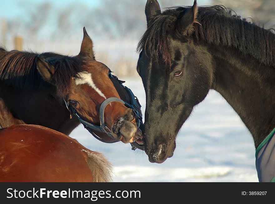 Horse Play In Snow