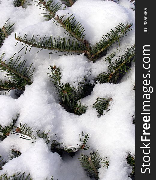 Pine branches covered in snow - for winter background. Pine branches covered in snow - for winter background