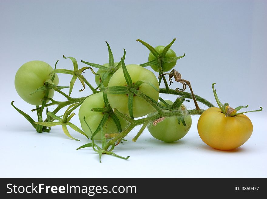 Green Tomatoes on the vine